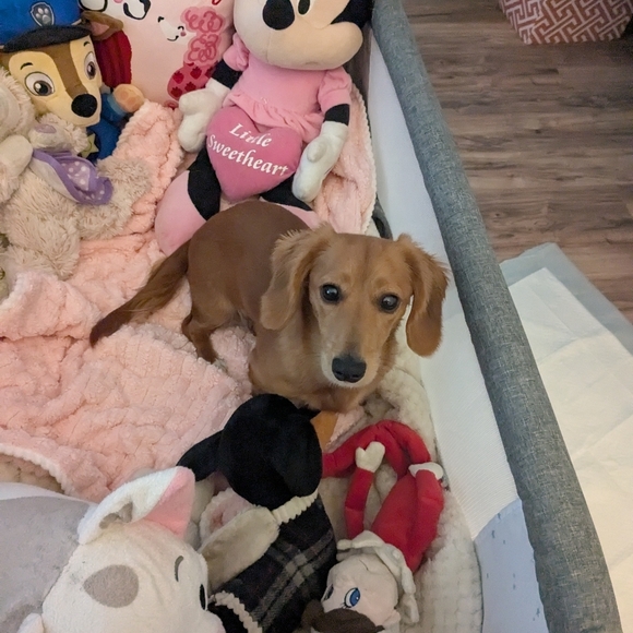 Meet your Posher, Jennifer - Picture 2 of 2